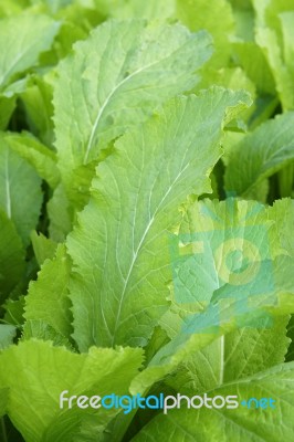 Green Vegetable Stock Photo