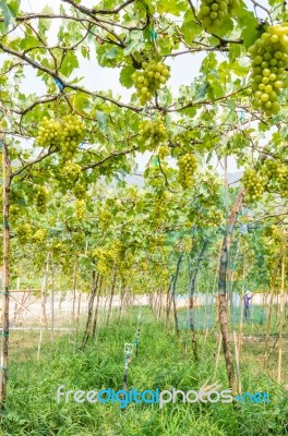 Green Vineyards Stock Photo