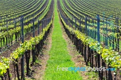 Green Vineyards Lines Stock Photo