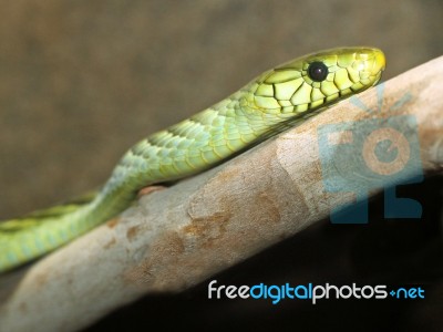 Green Viper Snake Stock Photo