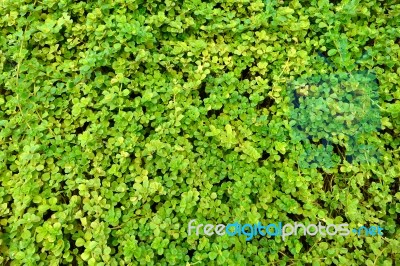 Green Wall Stock Photo