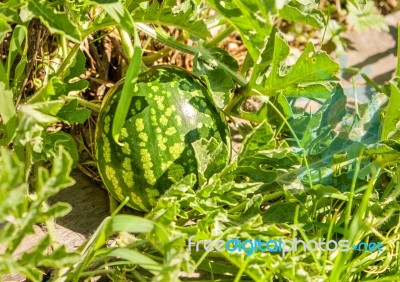 Green Watermelon Growing In The Garden Stock Photo