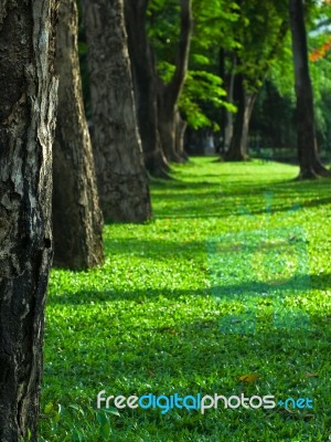 Green Way Stock Photo