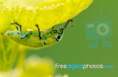 Green Weevil Or Hypomeces Squamosus Stock Photo