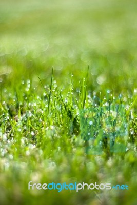 Green Wet Grass Bokeh Effect Stock Photo