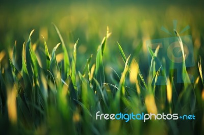 Green Wheat In Evening Light Stock Photo