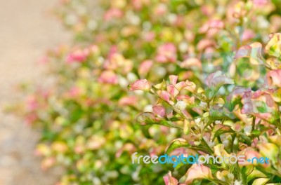 Green With Pink Leaves Stock Photo