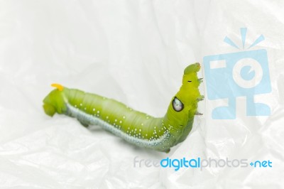 Green Worm White Background Stock Photo