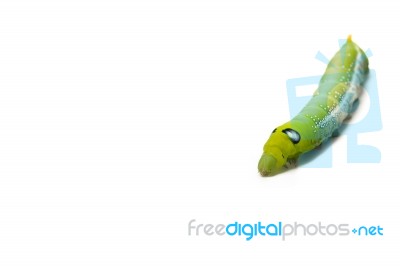 Green Worm White Background Stock Photo