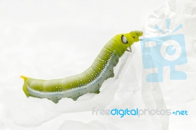 Green Worm White Background Stock Photo