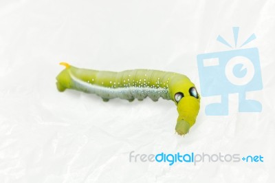 Green Worm White Background Stock Photo