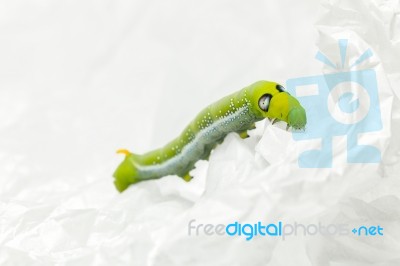 Green Worm White Background Stock Photo