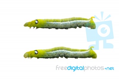 Green Worm White Background Isolated Stock Photo