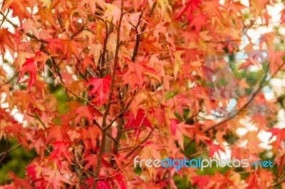 Green Yellow And Red Autumn Leaves Under The Rain Stock Photo