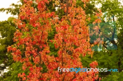 Green Yellow And Red Autumn Leaves Under The Rain Stock Photo