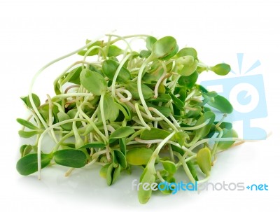 Green Young Sunflower Sprouts Isolated On White Background Stock Photo