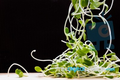 Green Young Sunflower Sprouts  On Wooden Table With Dark Backgro… Stock Photo