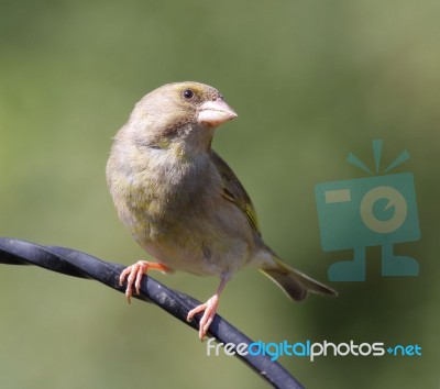 Greenfinch Stock Photo