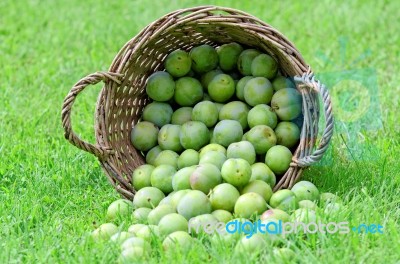 Greengage Stock Photo