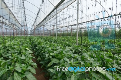 Greenhouse Stock Photo