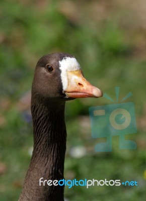 Greenland White Fronted Goose Stock Photo