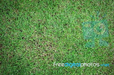 Greensward Field Background Stock Photo