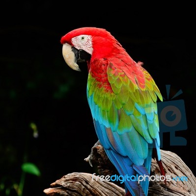 Greenwinged Macaw Stock Photo