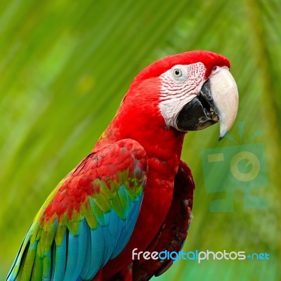 Greenwinged Macaw Stock Photo