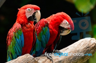 Greenwinged Macaw Stock Photo