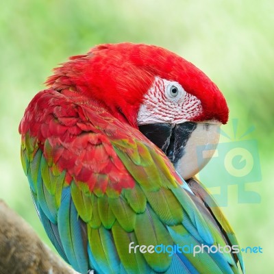 Greenwinged Macaw Stock Photo