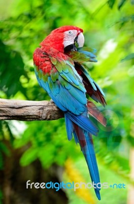 Greenwinged Macaw Stock Photo