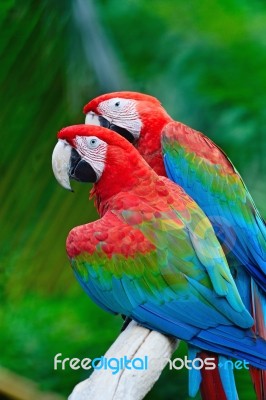 Greenwinged Macaw Stock Photo