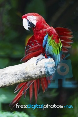 Greenwinged Macaw Stock Photo