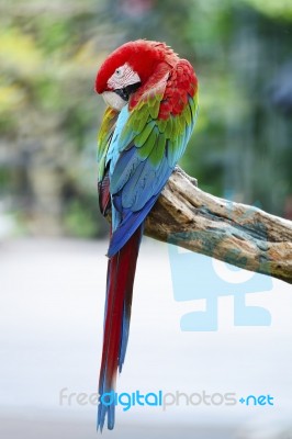 Greenwinged Macaw Stock Photo