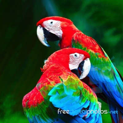 Greenwinged Macaw Stock Photo