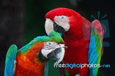 Greenwinged Macaw And Harlequin Macaw Stock Photo