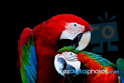 Greenwinged Macaw And Harlequin Macaw Stock Photo