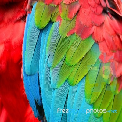 Greenwinged Macaw Feathers Stock Photo