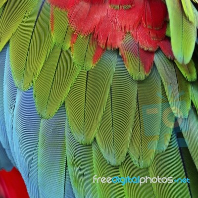 Greenwinged Macaw Feathers Stock Photo