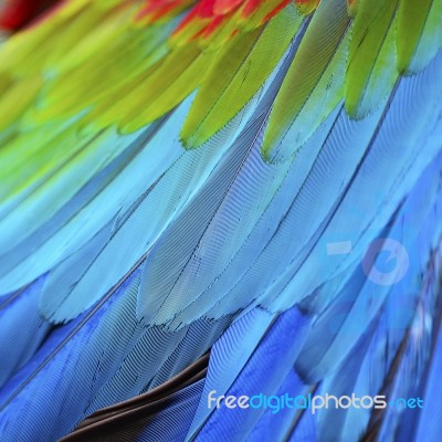 Greenwinged Macaw Feathers Stock Photo