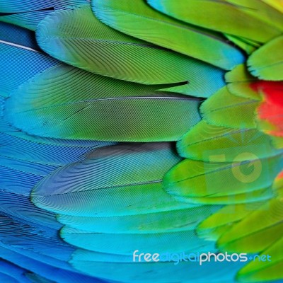 Greenwinged Macaw Feathers Stock Photo