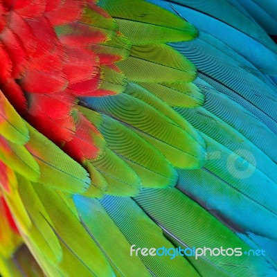 Greenwinged Macaw Feathers Stock Photo