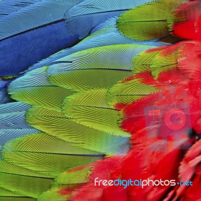 Greenwinged Macaw Feathers Stock Photo