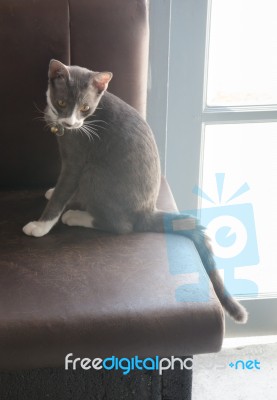 Grey And White Cat On Sofa Stock Photo