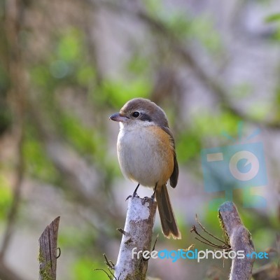 Grey-backed Shrike Stock Photo