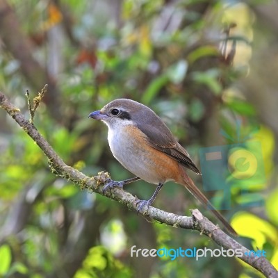 Grey-backed Shrike Stock Photo