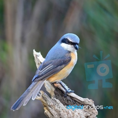 Grey-backed Shrike Stock Photo