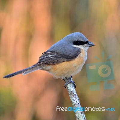 Grey-backed Shrike Bird Stock Photo