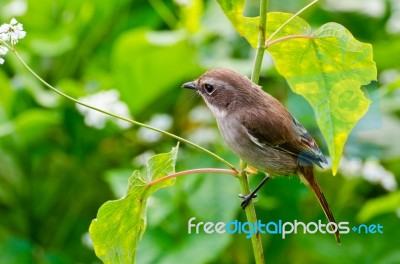 Grey Bushchat Bird (female) Stock Photo