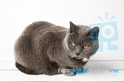 Grey Cat Chartreux Stock Photo